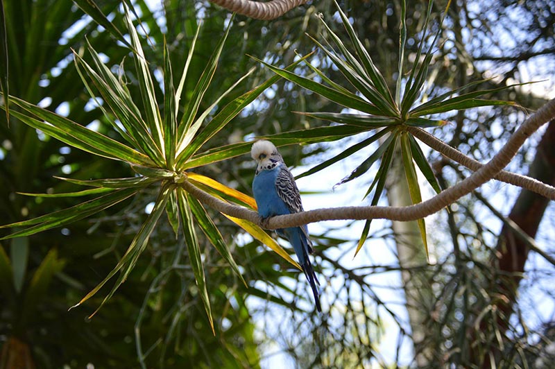 bloedel-conservatory-1.jpg